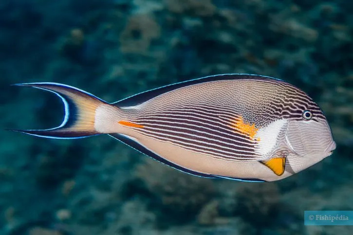Sohal surgeonfish feeding on algae during Hurghada Green Boat Red Sea trip
