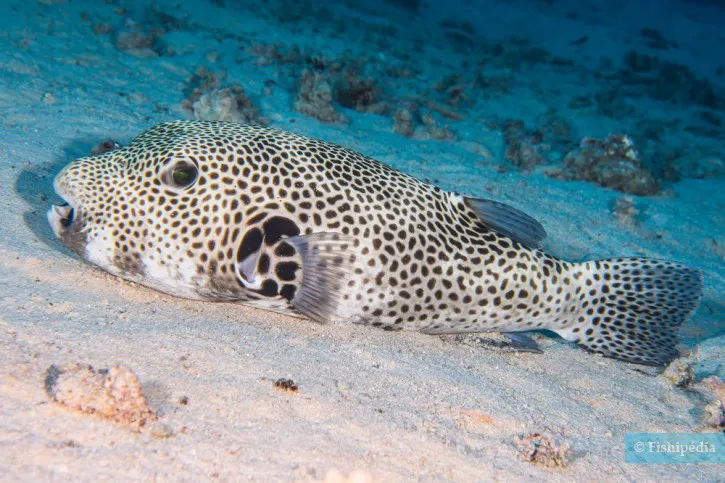 Starry pufferfish in Red Sea seen from Hurghada Green Boat tour