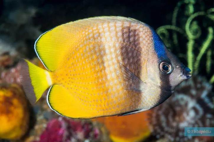 Blacklip butterflyfish swimming in shallow coral reefs during Hurghada Green Boat excursion