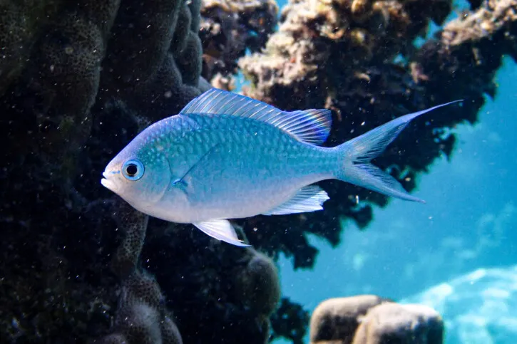 Blue-green Chromis fish above dense coral areas seen on Hurghada Green Boat tour