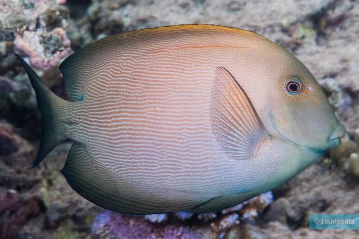Striated surgeonfish swimming in tropical waters seen from Hurghada Green Boat