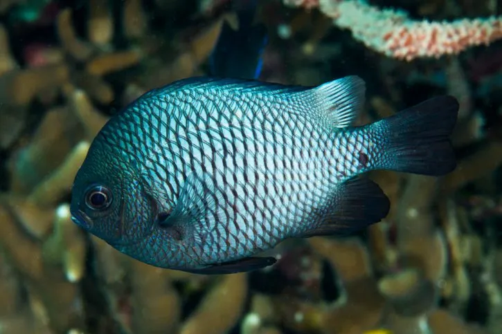 Three-spot damselfish among coral reefs seen during Hurghada Green Boat tour