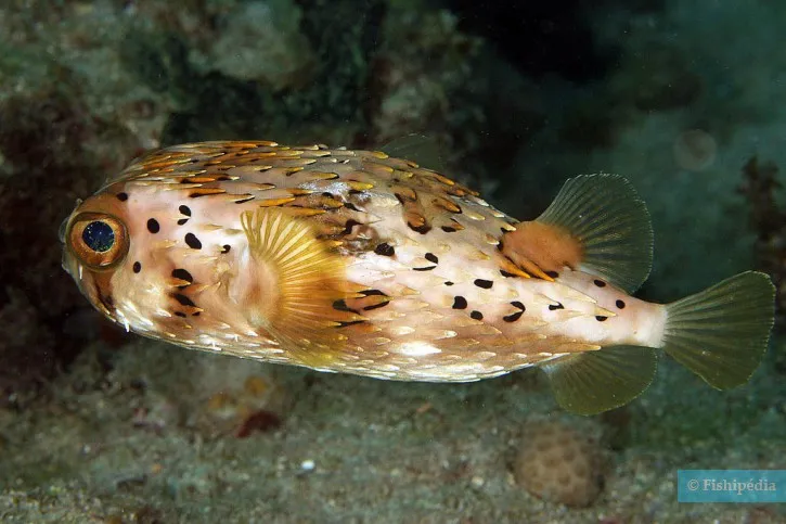 Porcupinefish swimming in Red Sea visible from Hurghada Green Boat tour