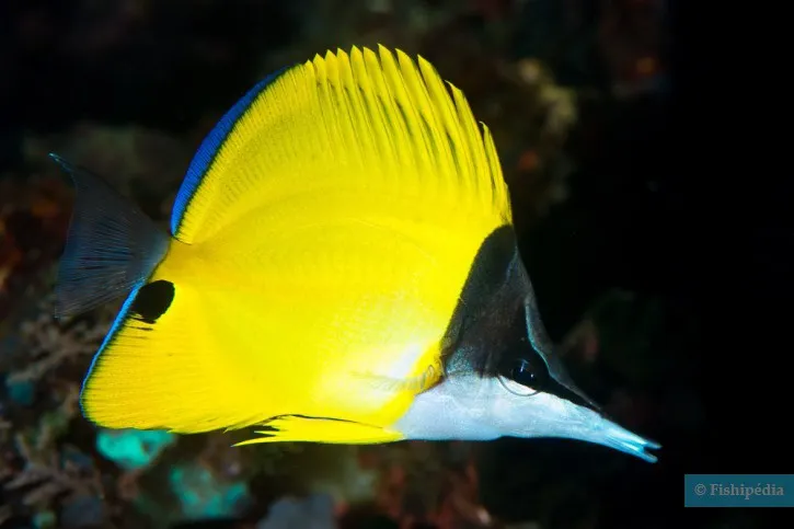 Butterflyfish with elongated snout seen during Hurghada Green Boat coral tour