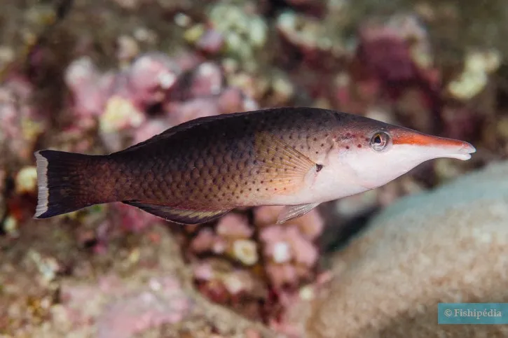 Colorful birdmouth wrasse fish in Red Sea near Hurghada Green Boat