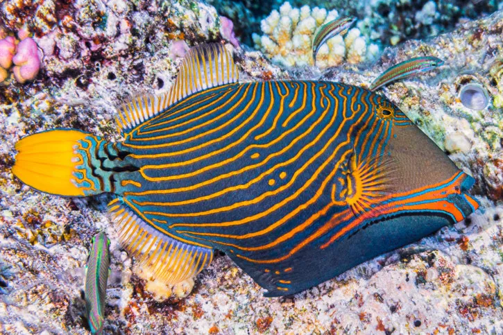 Orange-lined triggerfish crushing shells during Hurghada Green Boat tour