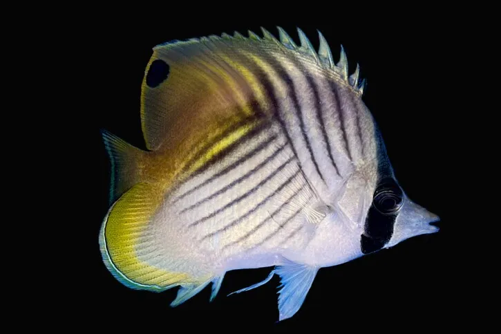 Shy Red Sea fish with black eyespot seen during Hurghada Green Boat diving trip