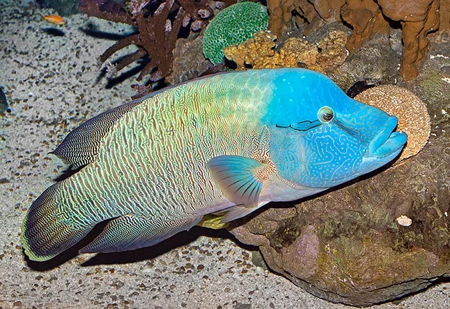Cheilinus undulatus